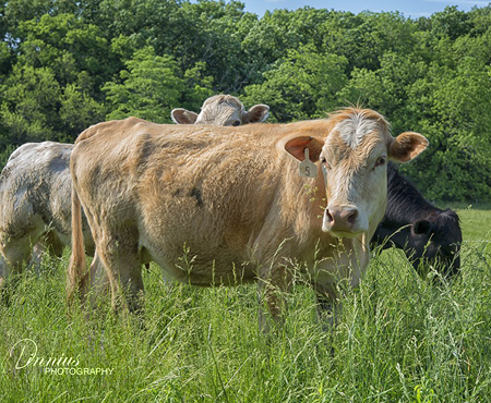 thumbnail_Cows8782nLWeb